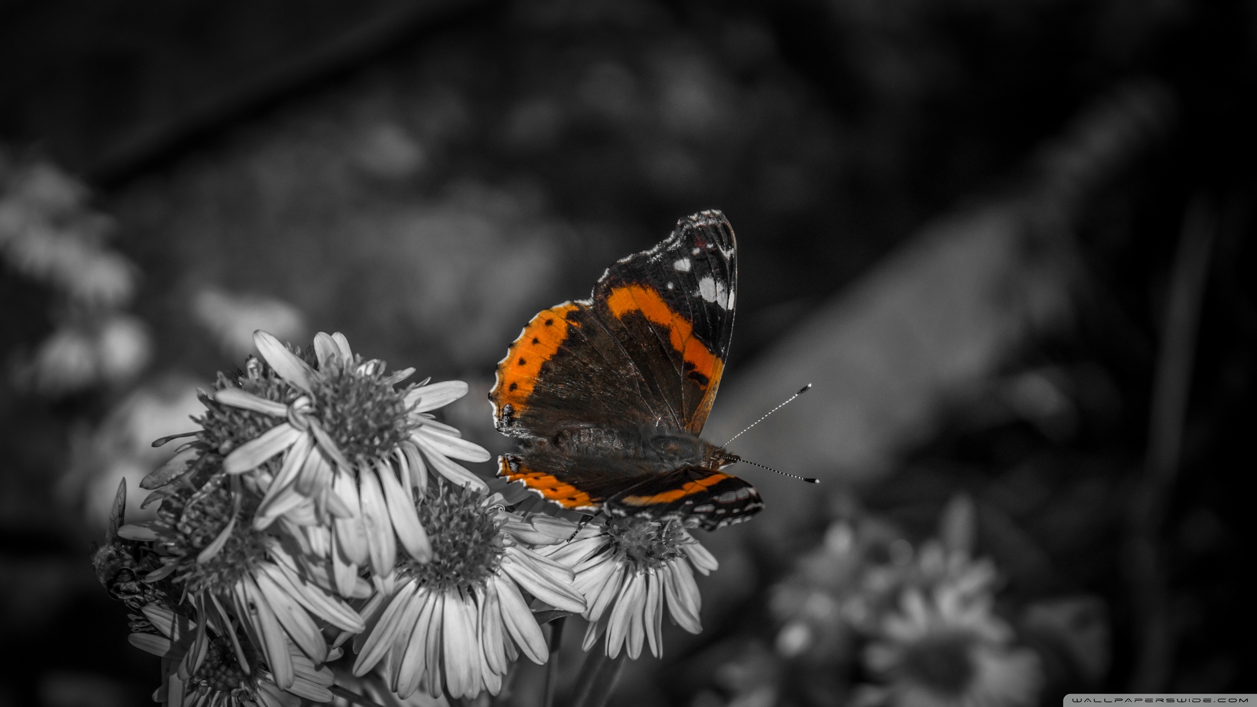 Download Butterfly Hd Wallpaper Wallpapers Printed