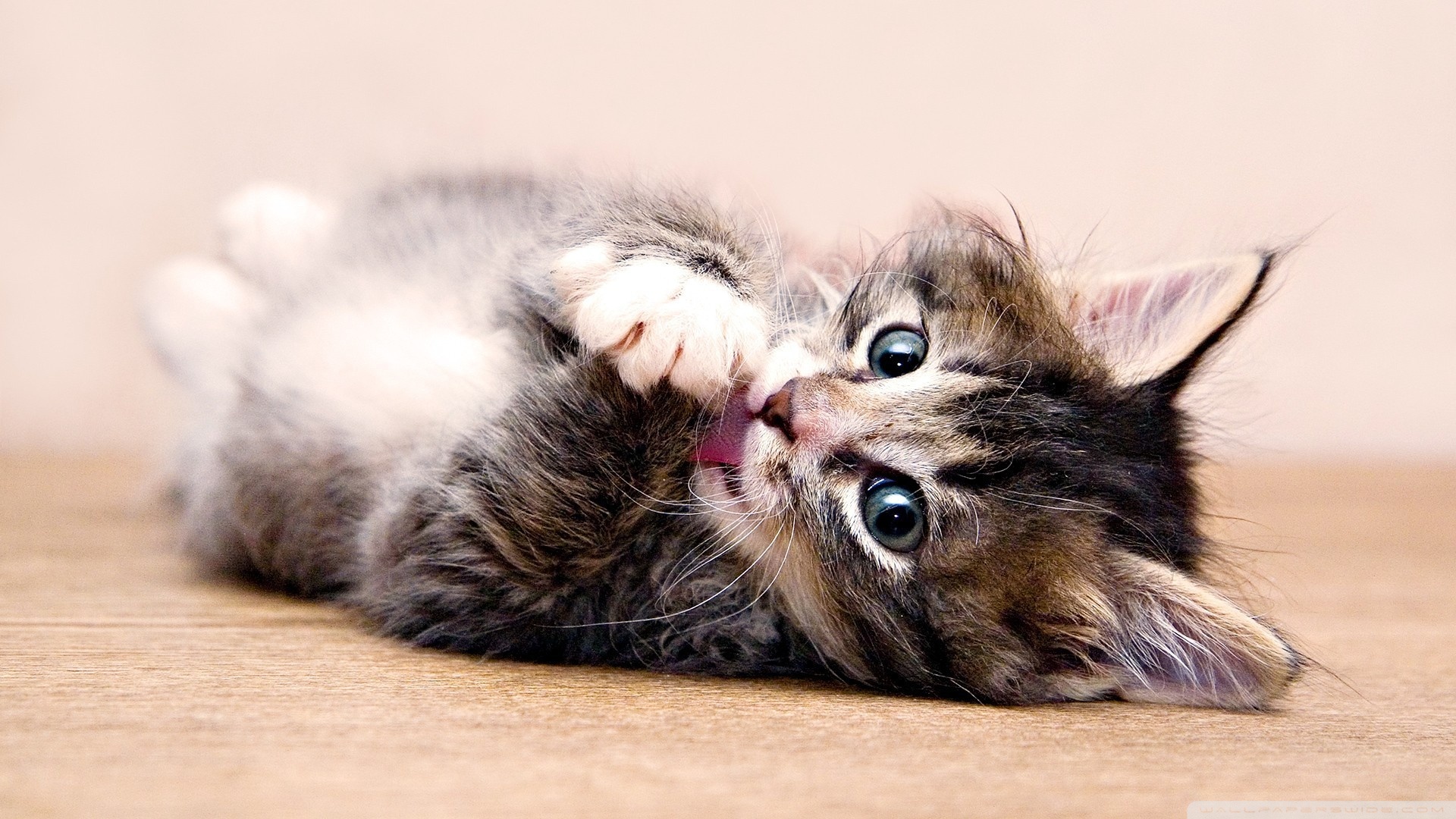 Submissive cute kitten knows tongue