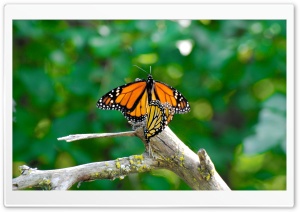 Monarch Butterflies Mating