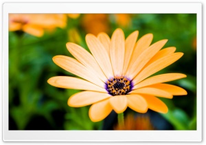 Orange Cape Daisy Flower