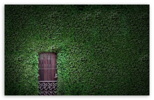 Download Green Wall UltraHD Wallpaper