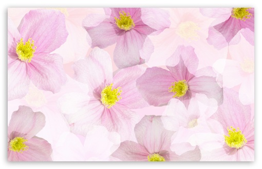 Download Light Pink Flowers Background UltraHD Wallpaper