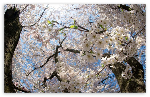Download Blossom Tree UltraHD Wallpaper