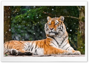 Tiger Snowy Winter