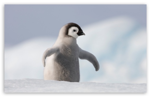 Download Baby Penguin, Antarctica UltraHD Wallpaper