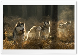 Huskies Group In The Forest