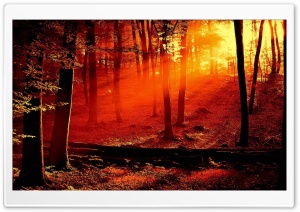 Red Light In The Forest