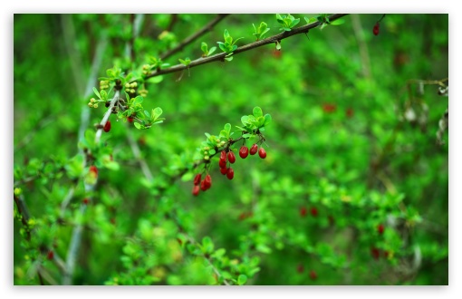 Download Spring Berries and Leaves UltraHD