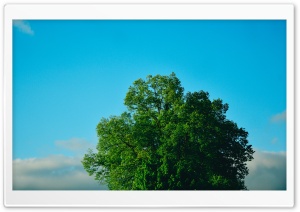 Green Tree, Blue Sky