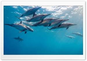 Dolphins Underwater