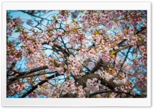 Cherry Blossom Seoul