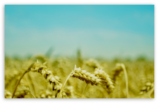 Download Wheat Ears UltraHD Wallpaper