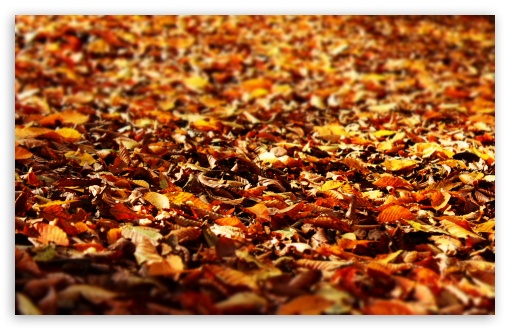 Download Fall Foliage UltraHD Wallpaper