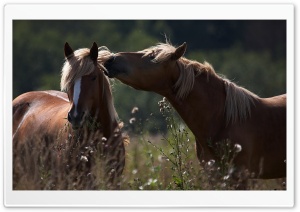 Horse Kiss