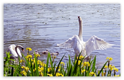 Download Swan Family, Spring UltraHD Wallpaper