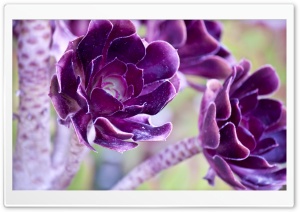 Macro Purple Flowers