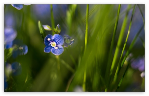 Download Blue Flower Green Grass Macro UltraHD Wallpaper