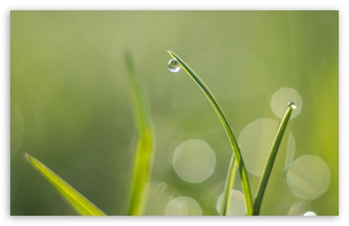 Download Green Grass, Water Drops, Macro, Bokeh UltraHD Wallpaper