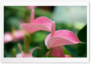 Pink Anthurium