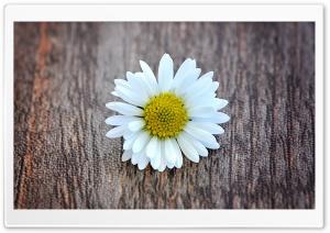 A Flower on a Wooden Table