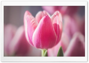 Cute Pink Tulip