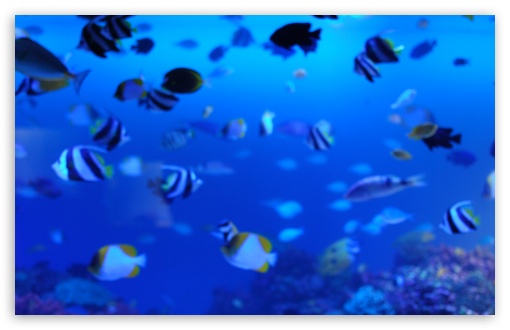 Download Marine Life UltraHD Wallpaper