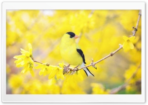 Black and Yellow Bird,...