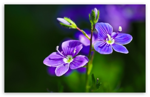 Download Purple Flowers Close-up UltraHD Wallpaper