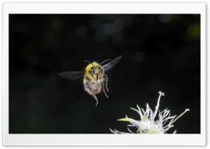 Bumblebee In Flight   Macro...