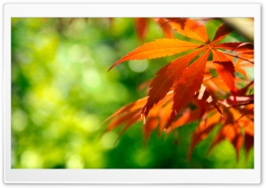 Orange Fall Leaves Against A...