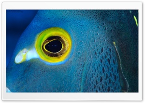 Blue Fish with Yellow Eyes