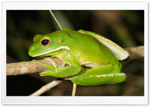 White-Lipped Tree Frog