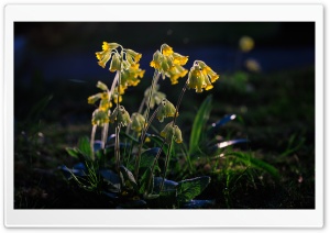 Primula Veris Flowers