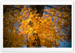 Golden Leaves, Autumn