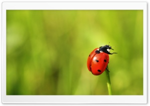 The Brave Ladybug