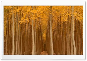 Autumn Yellow Trees