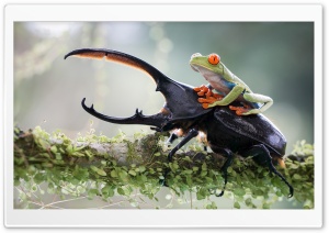 Riding A Beetle