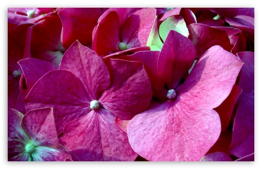 Download Pink Flowers UltraHD Wallpaper