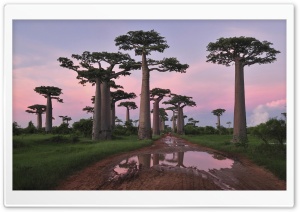 Grandidier's Baobab...