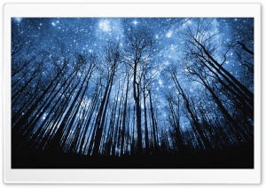 A Forest Of Stars
