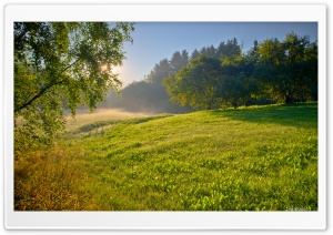 Summer Morning