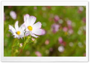 White Cosmos Flower With Pink...