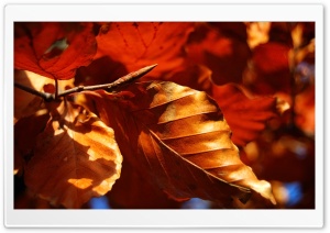 Dried Autumn Leaves
