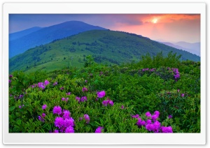 Purple Mountain Flowers