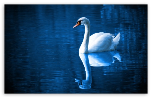 Download Beautiful Swan UltraHD Wallpaper