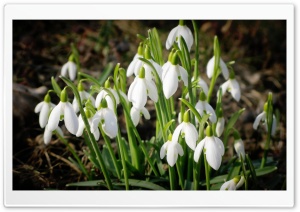 Snowdrops Bundle