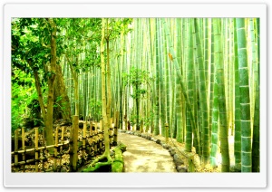 Bamboo Forest - Japan Kamakura