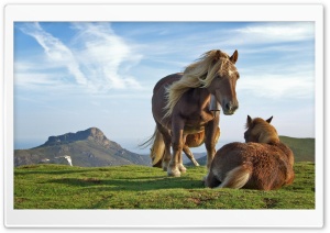 Mountain Horses