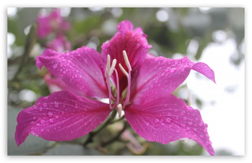 Download Bauhinia, Orchid Tree Flower UltraHD Wallpaper