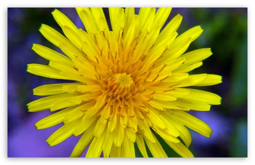 Download Yellow Wildflower UltraHD Wallpaper